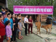 Trao bò giống cho Hội viên phụ nữ nghèo xã Tân Khai